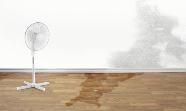 Best Local water damage restoration  in Port Byron, IL