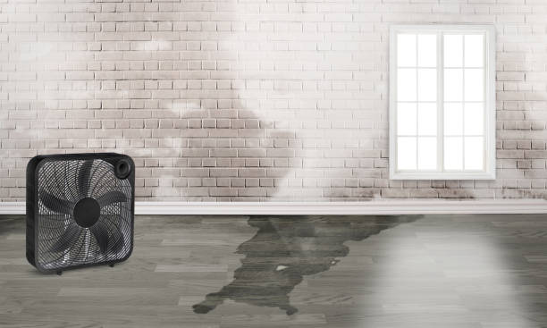 Best Water damage restoration process  in Port Byron, IL