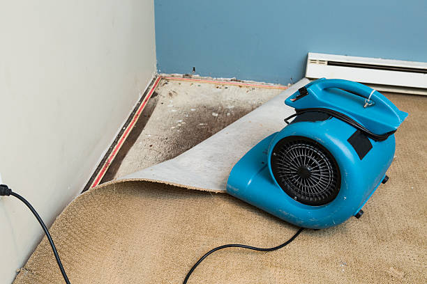 Best Mold removal after water damage  in Port Byron, IL